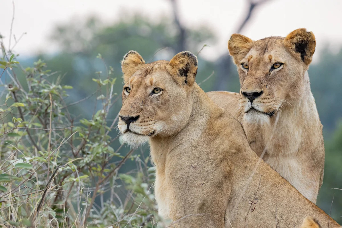 Rescue Lions Have a Heartwarming Reaction to a Live Concert Performance