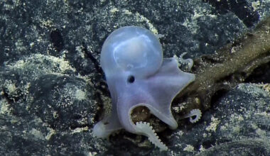 Scientists may have found a clue to why octopuses are so smart