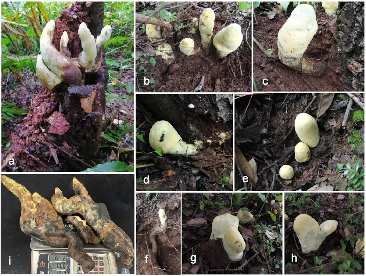 In China, scientists found a nearly 5-pound fungus so unique it required a new family