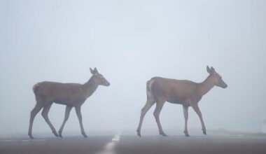 Motoring safety boss warns drivers what to do if they see a deer on the road