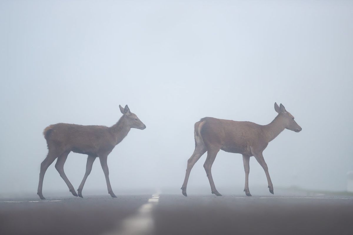 Motoring safety boss warns drivers what to do if they see a deer on the road