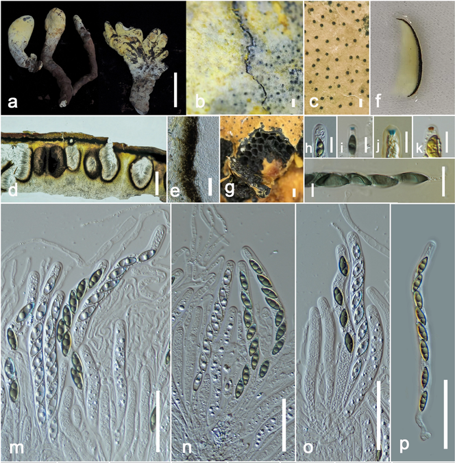 Gigantic New 'King' Fungus From China Adds Evidence to Global Fungi Boom Post-Asteroid