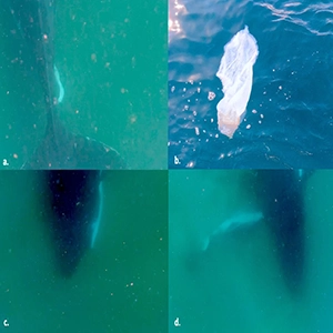 Release of amniotic membrane (a). Parts of the amniotic membrane floating on the surface (b). Female humpback whale resting next to her stillborn (c), and eye contact with the stillborn (d). Credit: Discover Animals/Andy Mulville
