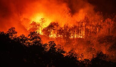 Forest fires significantly worsening across Africa’s tropical nations, data shows