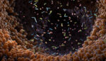 An illustration shows intestinal bacteria.