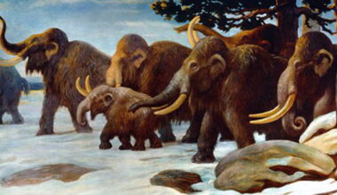 Why Were Ice Age Animals like Mammoths So Big?