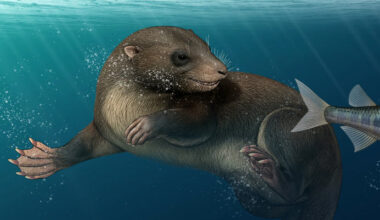 Dinosaur-Era Mammal Swam Like Platypus and Replaced Its Teeth Multiple Times