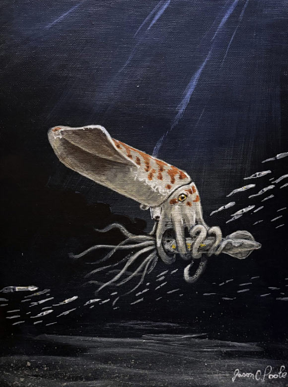 Wyoteuthis linsterorum. Image credit: Jason Poole.