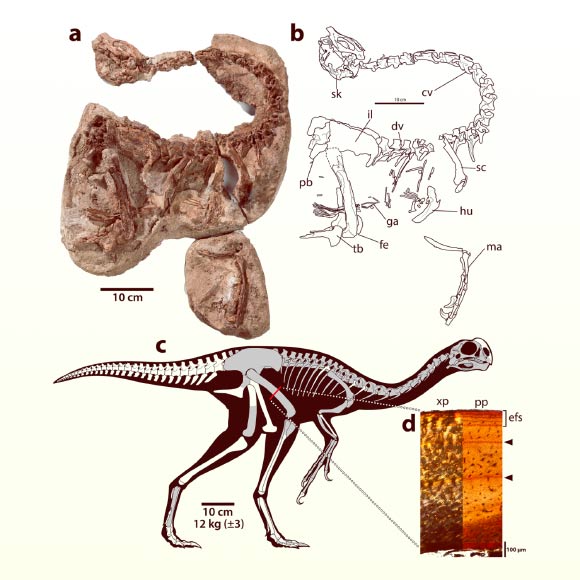 Infernogallus jamesi, a small oviraptorosaur that roamed our planet near the end of the Cretaceous period, may have fed on fleshy fruit. Image credit: Funston et al., 10.1038/s41467-026-78343-w.