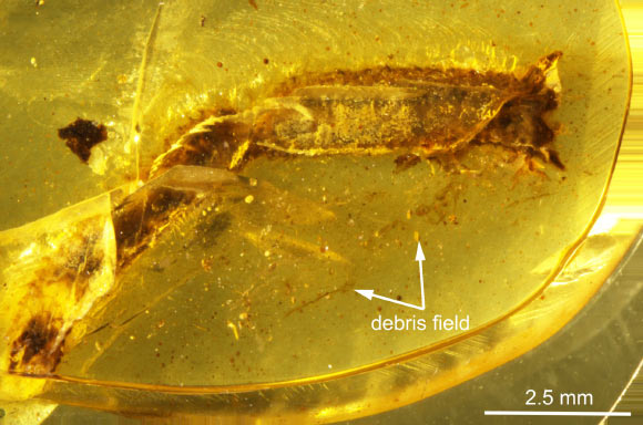 General view of the amber piece from Myanmar, arrows highlighting the debris stuck to the initial resin flow at the level of the ventral surface of the tail. Image credit: Fabrikant et al., doi: 10.26879/1706.