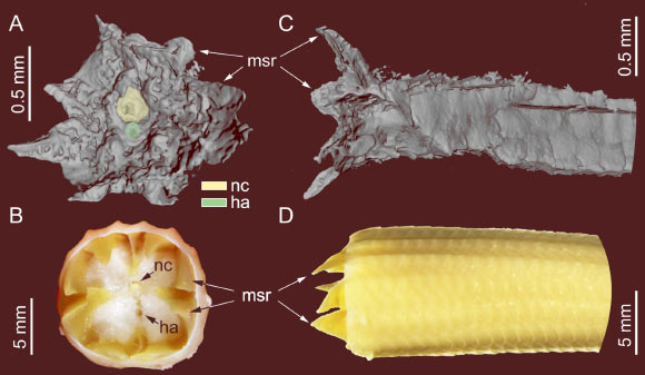 Comparison of the fossil lizard tail with an autotomized tail from a present-day scincid lizard (Eremiascincus sp.). Image credit: Fabrikant et al., doi: 10.26879/1706.