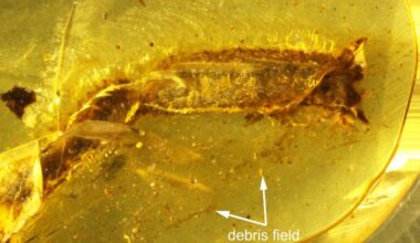 Lizard Dropped Its Tail 99 Million Years Ago, Amber Preserved Evidence
