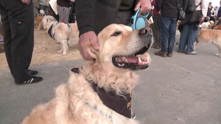 It’s a golden day out in Taupō for these four-legged attendees.