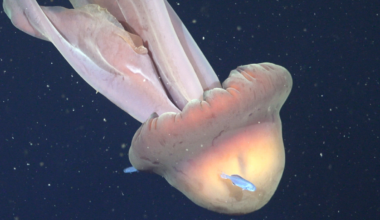 Giant 'Phantom' Jellyfish Found With Entourage of Fishy Passengers Hitching a Ride : ScienceAlert