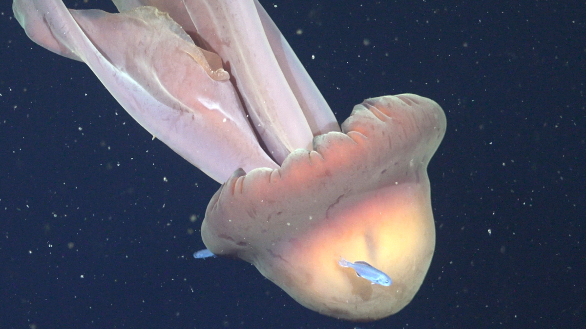 Giant 'Phantom' Jellyfish Found With Entourage of Fishy Passengers Hitching a Ride : ScienceAlert