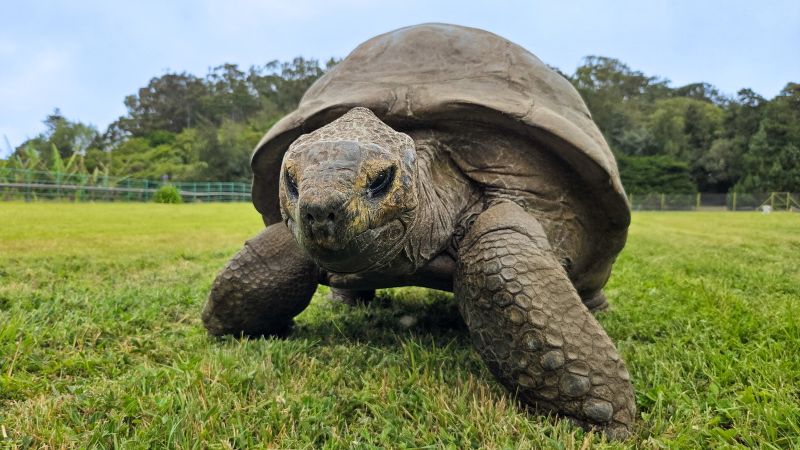 Jonathan the tortoise: Oldest land animal may hold longevity clues