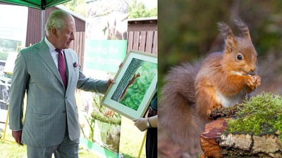 King Charles visited a project testing contraceptives on grey squirrels; the unusual plan aims to save Britain's rare red squirrels