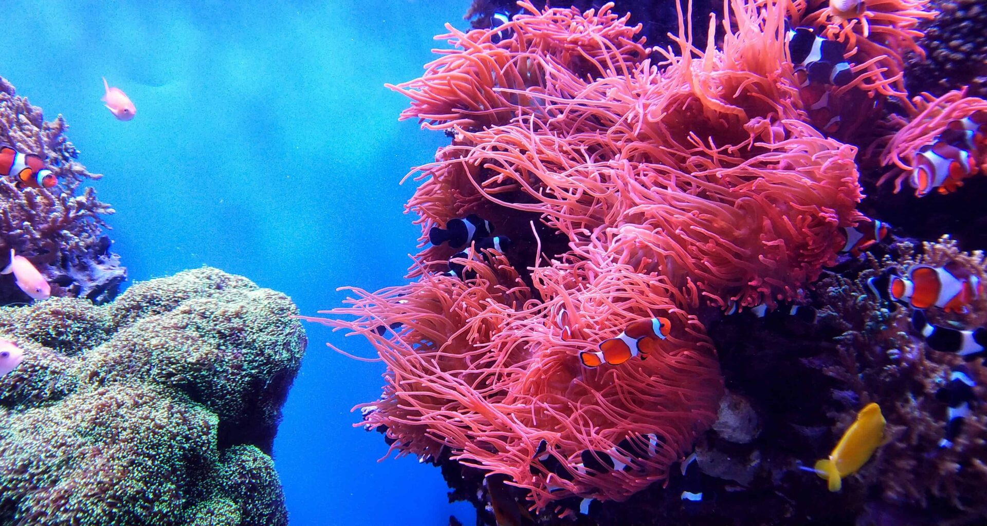 Scientists Revived Dying Corals With Something Surprisingly Simple — A Touch From Healthy Corals
