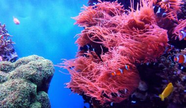 Scientists Revived Dying Corals With Something Surprisingly Simple — A Touch From Healthy Corals