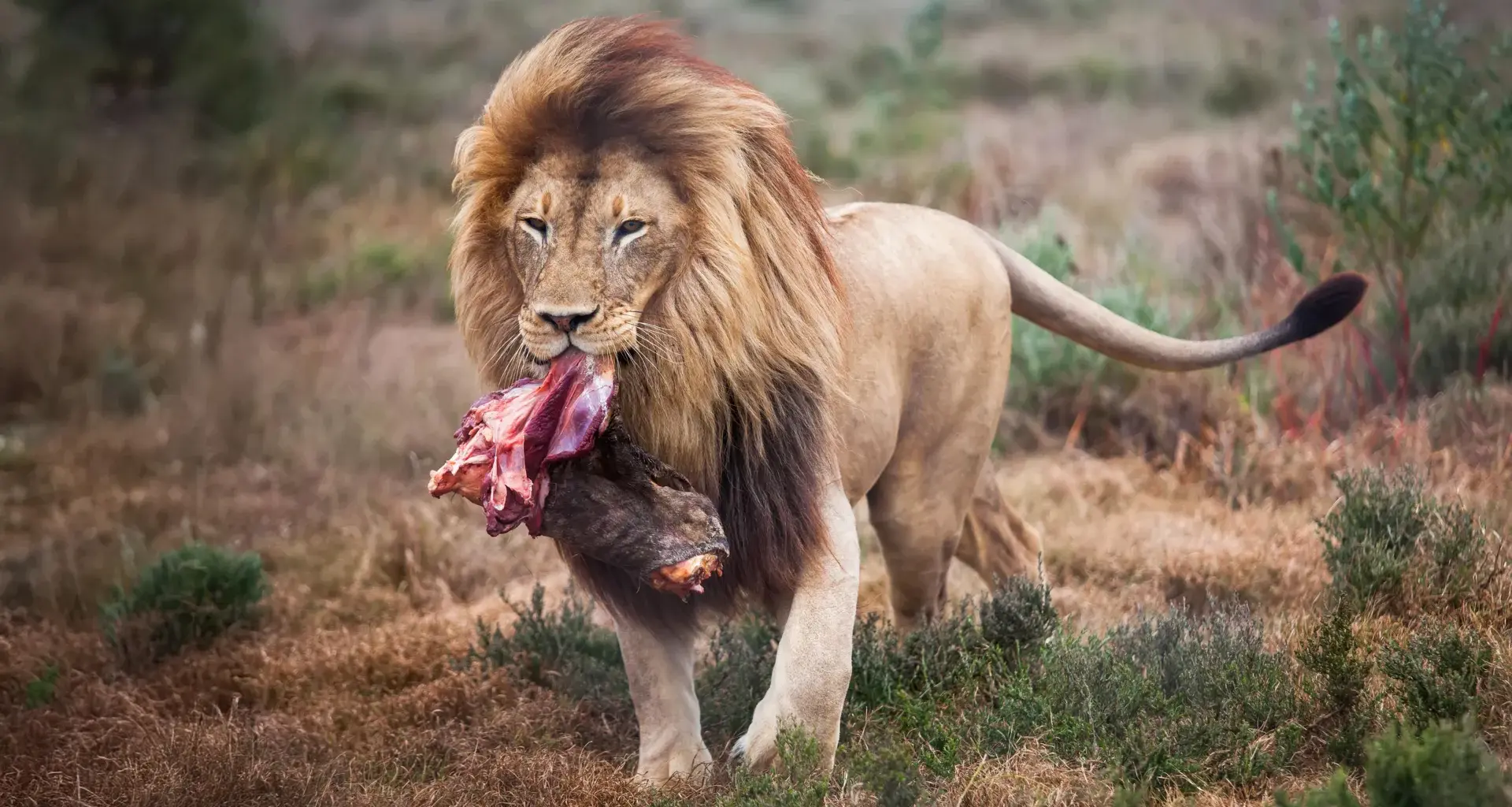 Scientists changed how zoo lions eat. Their wild side came out