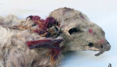 The Inca Dressed Llamas in Tassels and Face Paint—Then Likely Buried Them Alive