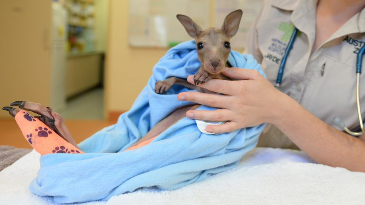 PC: Wildlife Warriors More than 136,000 animals treated at Australia Zoo wildlife hospital<br>