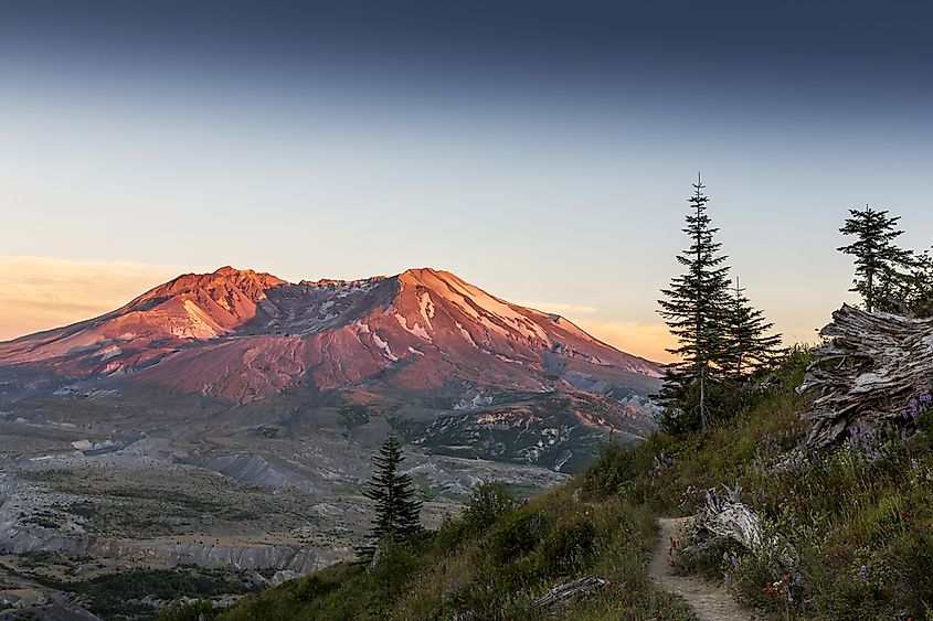 Scattered conifers on open ground near Mount St. Helens.