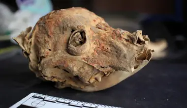 Archaeologists discover 1,200-year-old mummified hairless dog in Peru