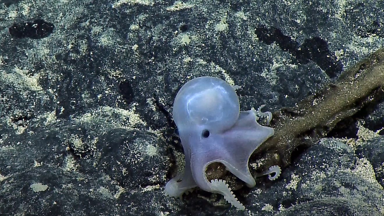 One Of The Deepest Octopus Ever Filmed