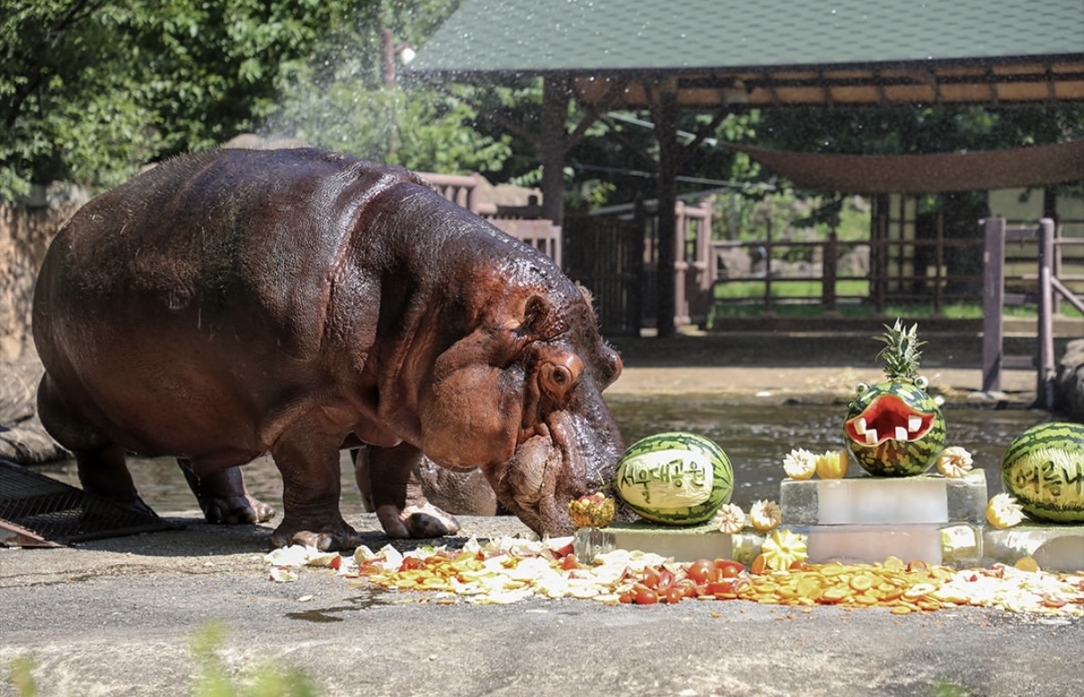 Hasun, South Korea's oldest hippo (Seoul Grand Park)