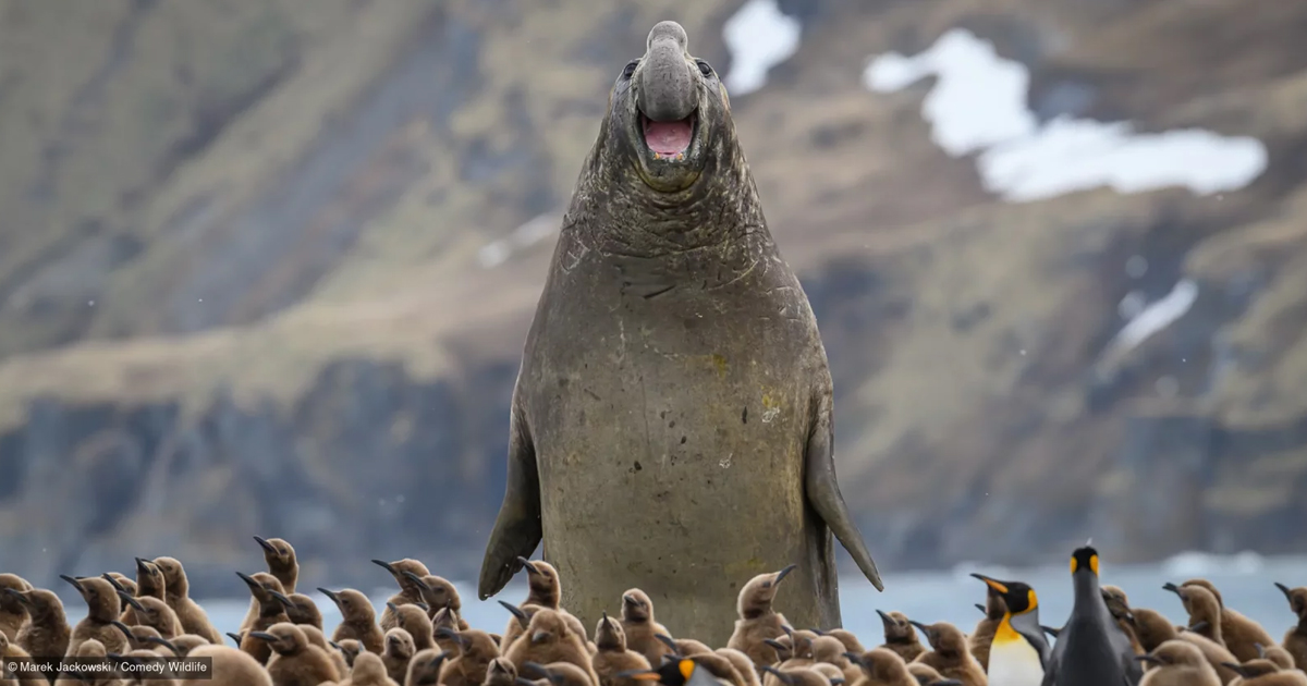 Nikon Comedy Wildlife Awards 2026 Have Announced the Finalists