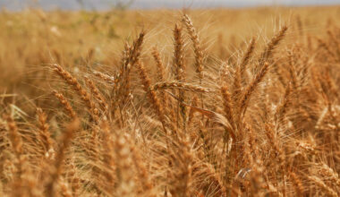 FAO Food Price Index rises in September amid weather concerns and transport disruptions