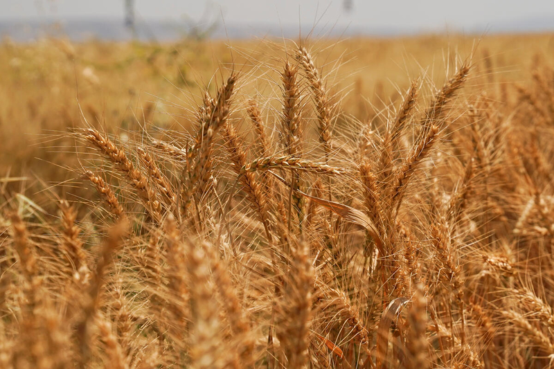 FAO Food Price Index rises in September amid weather concerns and transport disruptions