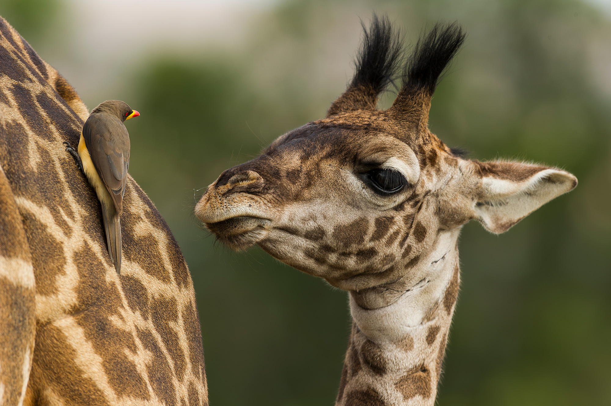Photograph of a female giraffe with her young calf in the Maasai Mara National Reserve, Kenya, taken by wildlife photographer Daryl Balfour from South Africa.