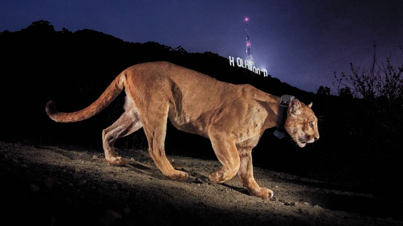 How a celebrity cat inspired the construction of the world’s largest wildlife corridor