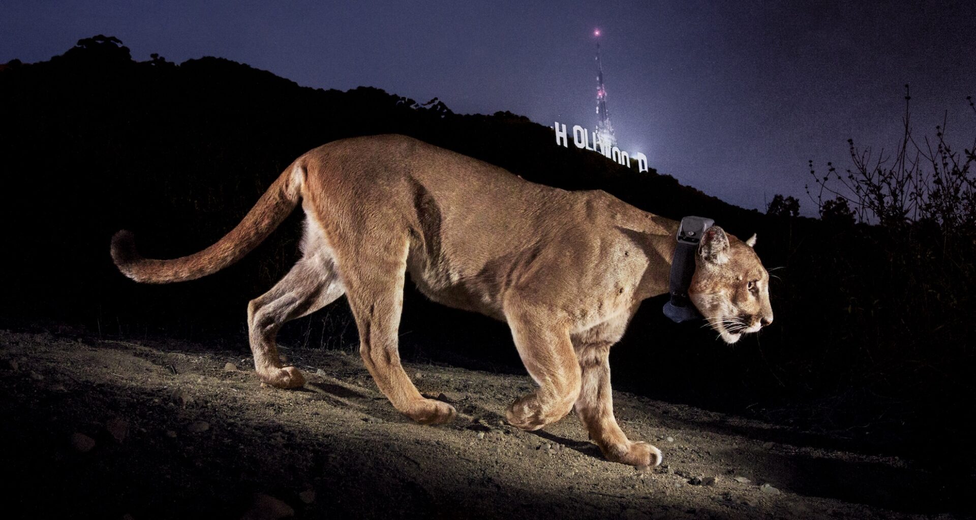 The mountain lion photo that helped change Los Angeles