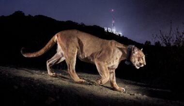 The mountain lion photo that helped change Los Angeles