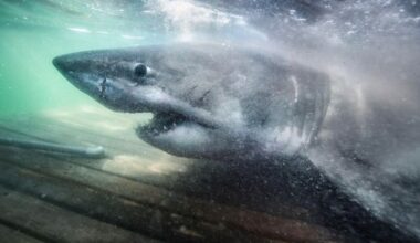 Canada's Atlantic waters are attracting more great white sharks
