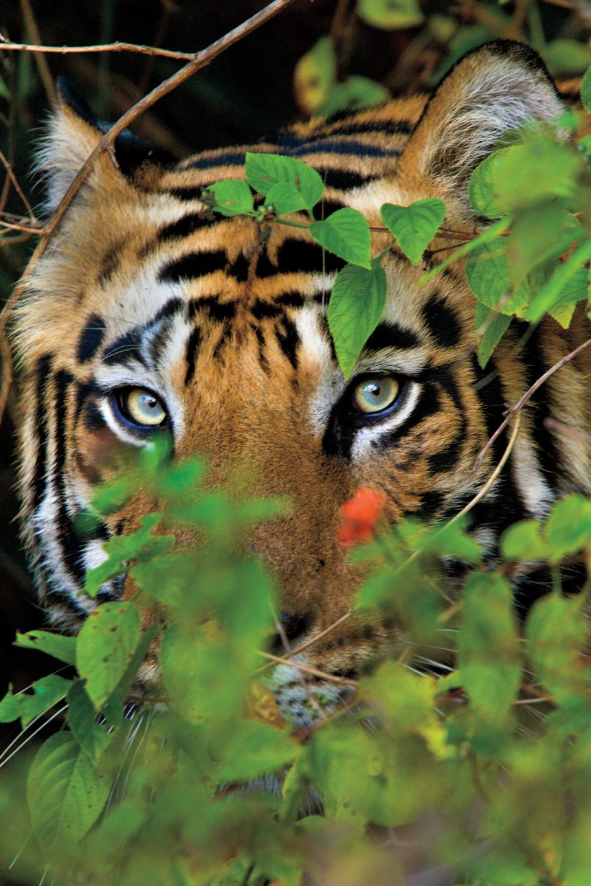 Tigers are the largest big cats in the world, but their population has declined by as much as 95% over the last century.