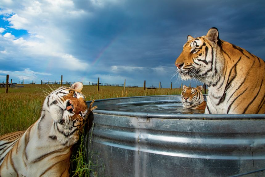 Animals formerly at Joe Exotic’s defunct zoo now live at certified animal sanctuaries across the US. Pictured, three of the 39 rescued tigers relax at The Wild Animal Sanctuary in Keenesburg, Colorado.