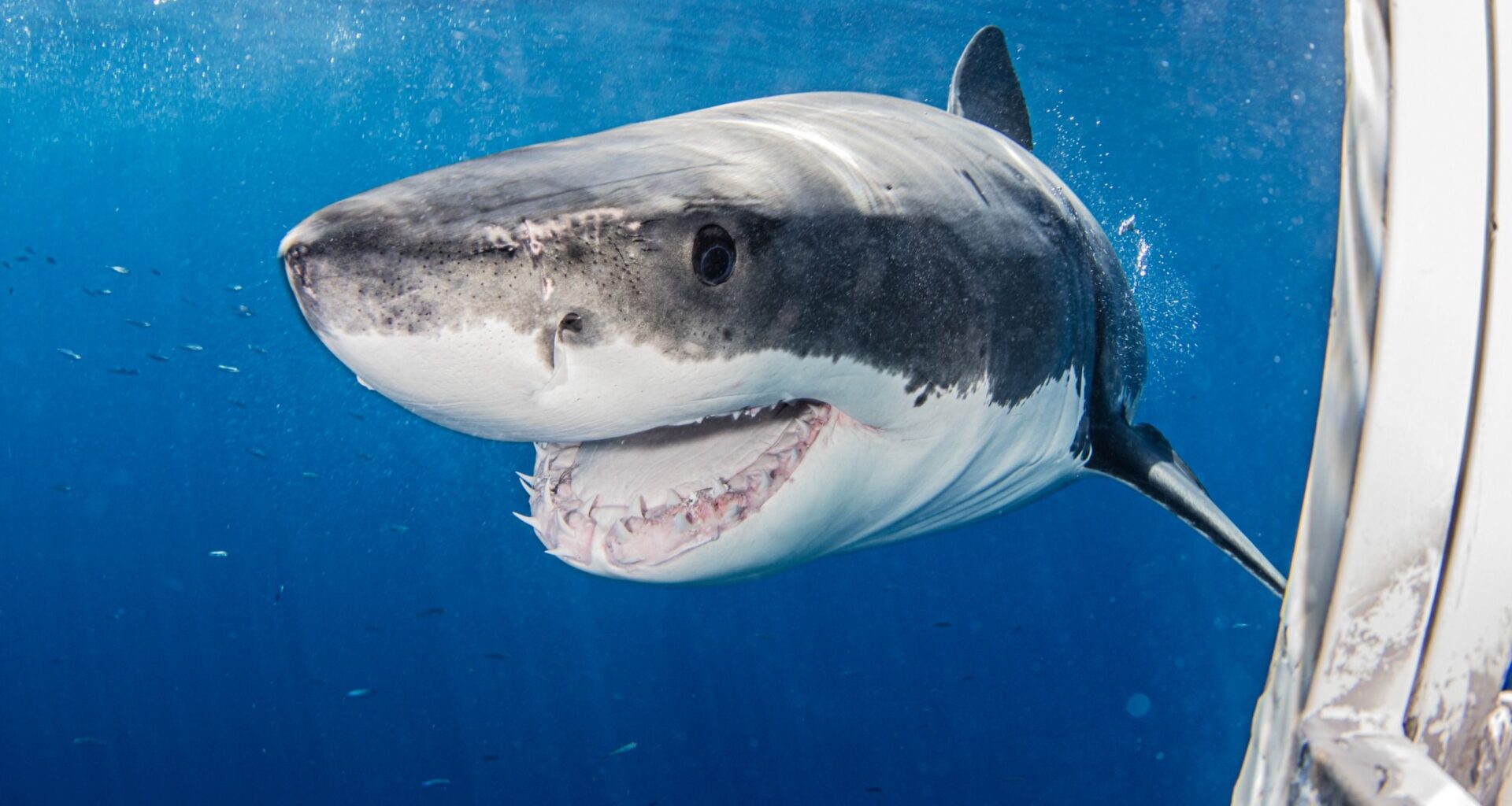 “She just rocketed through and then it was over,” says Nat Geo filmmaker on first-ever underwater camera footage of great white shark ripping prey from fishing line at Cape Cod