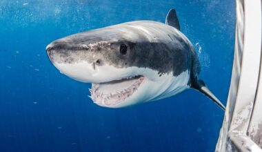 “She just rocketed through and then it was over,” says Nat Geo filmmaker on first-ever underwater camera footage of great white shark ripping prey from fishing line at Cape Cod