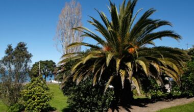 Jack Tame: Why are these dangerous trees allowed to exist in New Zealand?