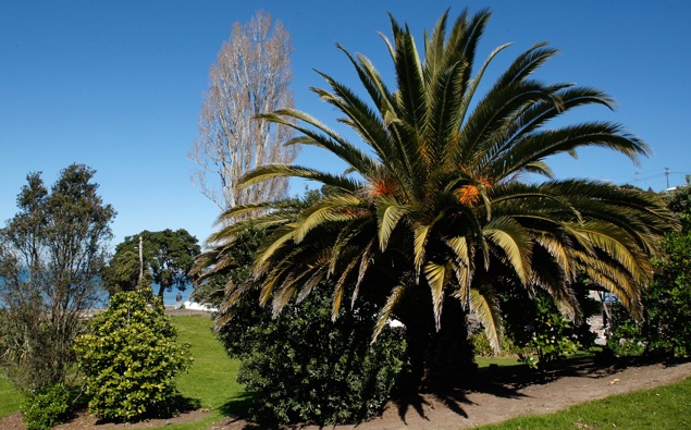 Jack Tame: Why are these dangerous trees allowed to exist in New Zealand?
