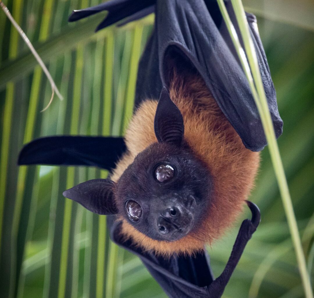 Australia: NSW Health warns against handling bats due to lyssavirus