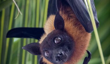 Australia: NSW Health warns against handling bats due to lyssavirus