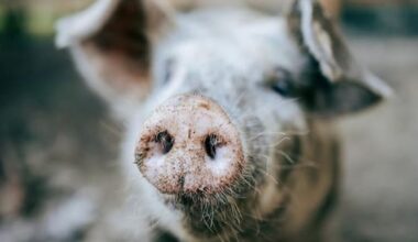 Piggery operators banned over injured and emaciated animals