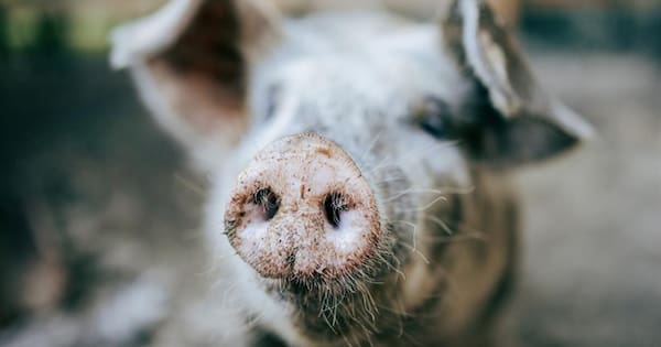 Piggery operators banned over injured and emaciated animals