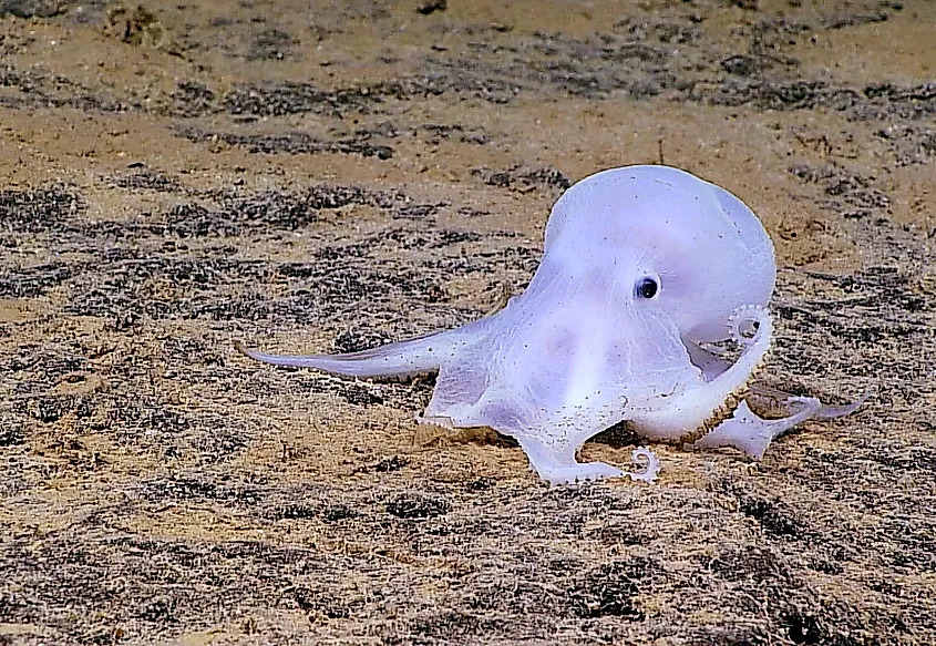 The remotely operated vehicle Deep Discoverer being deployed from NOAA Ship Okeanos Explorer. National Marine Sanctuaries, Public domain, via Wikimedia Commons