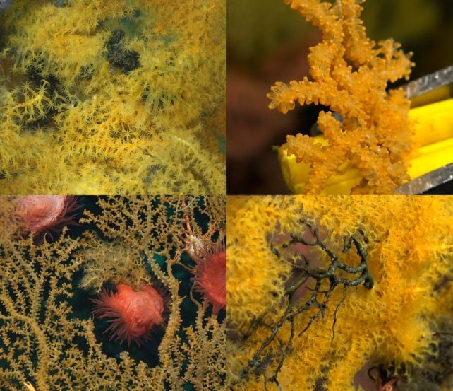Mysterious 'Golden Tree' Coral Is So Weird, Scientists Had to Create a New Family on The Tree of Life